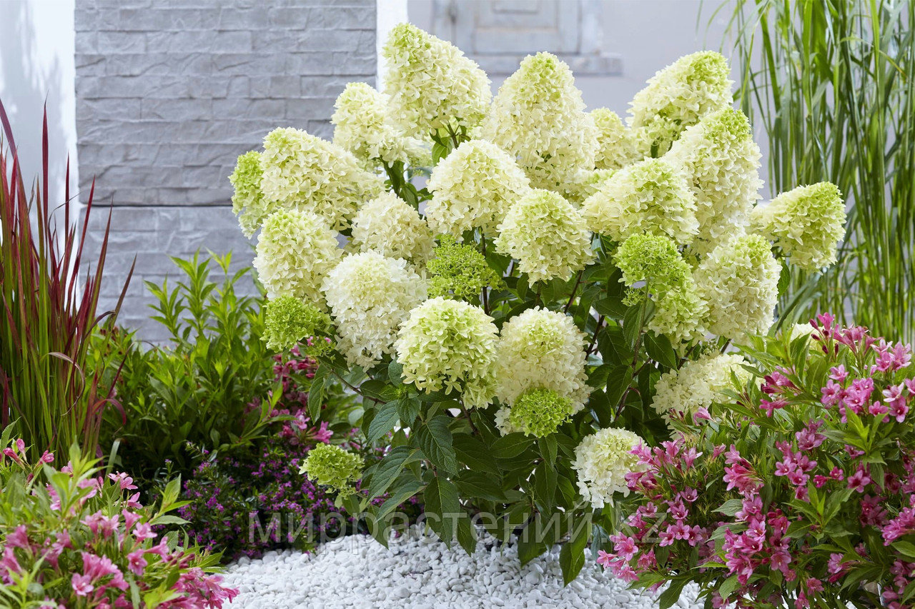 Гортензия метельчатая Гортензия метельчатая