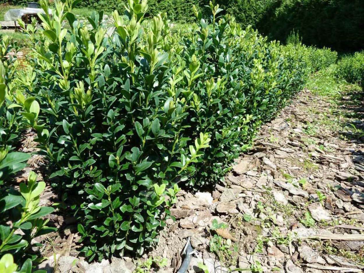 Бирючина иезская