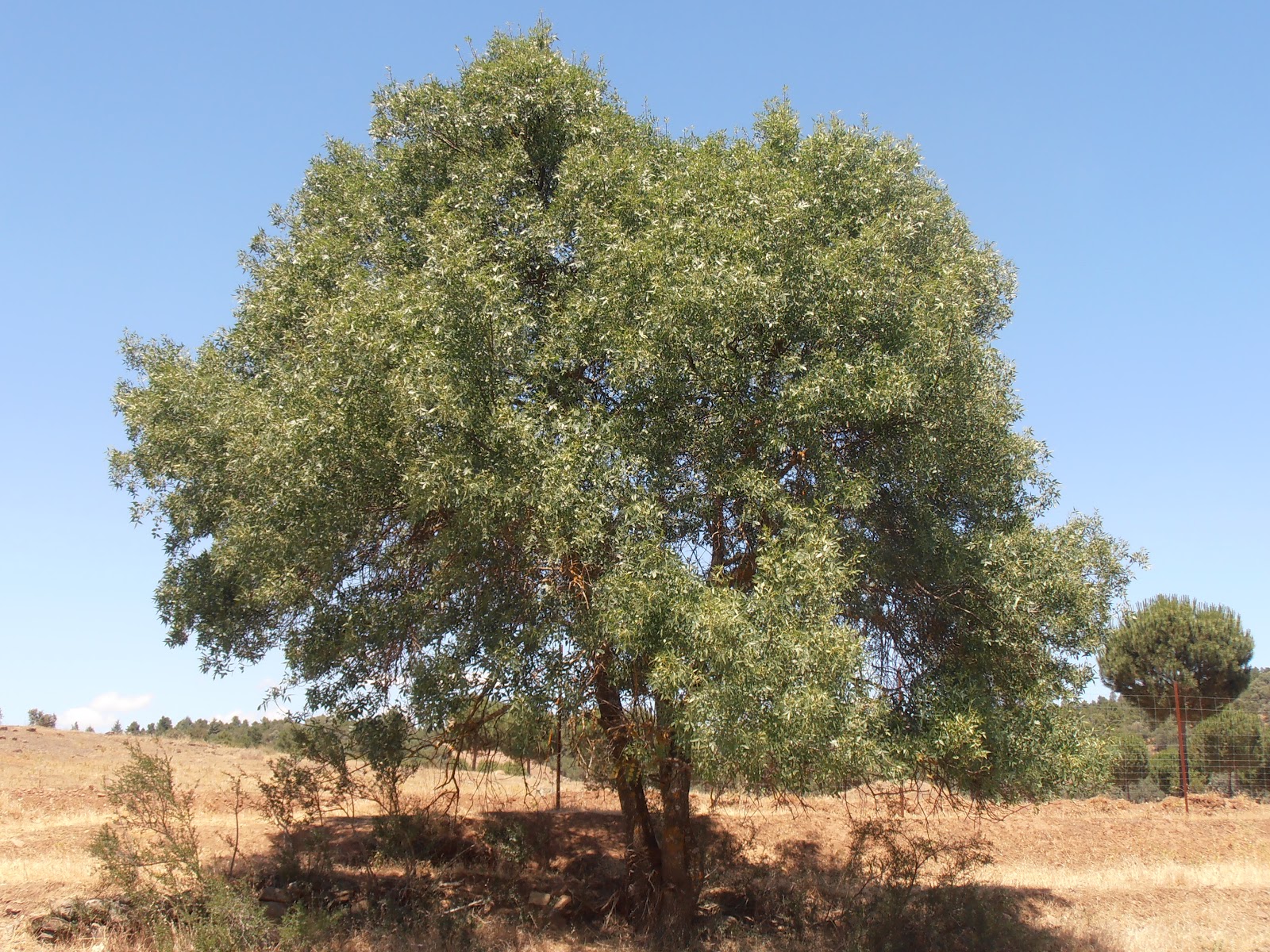 Ясень узколистный Ясень узколистный