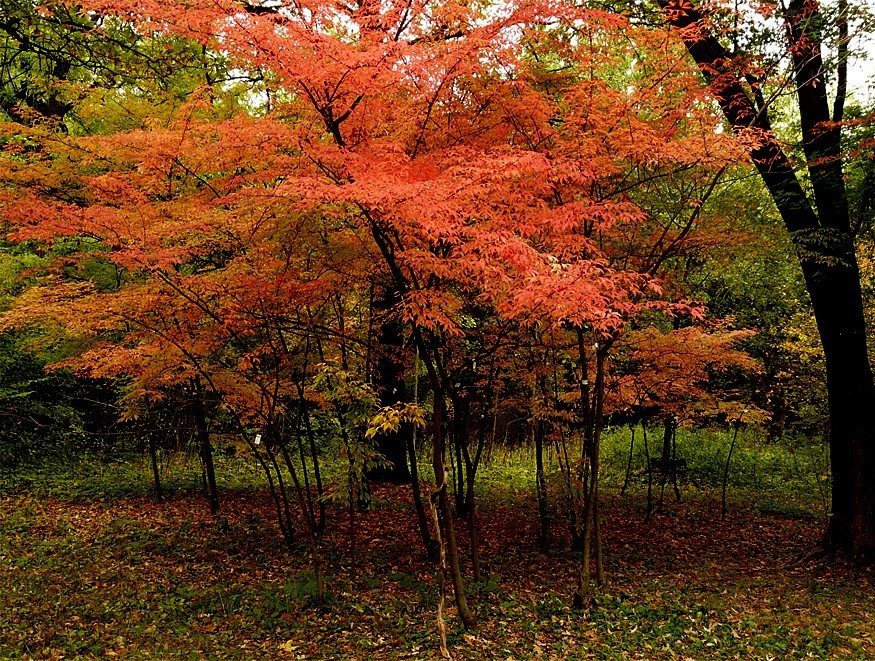 Клён маньчжурский