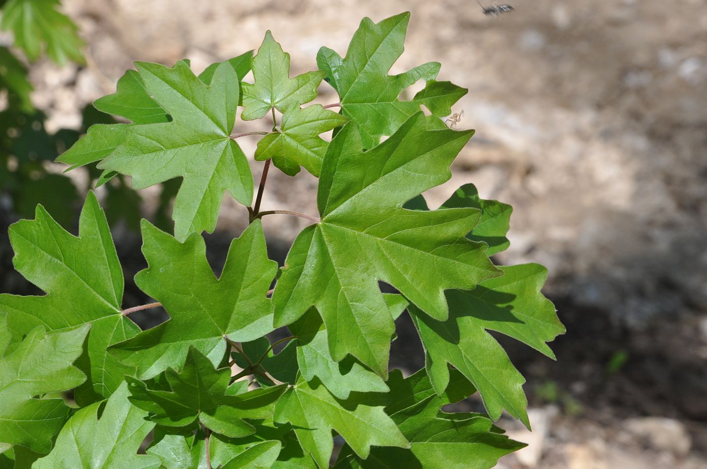 Клён полевой Клён полевой