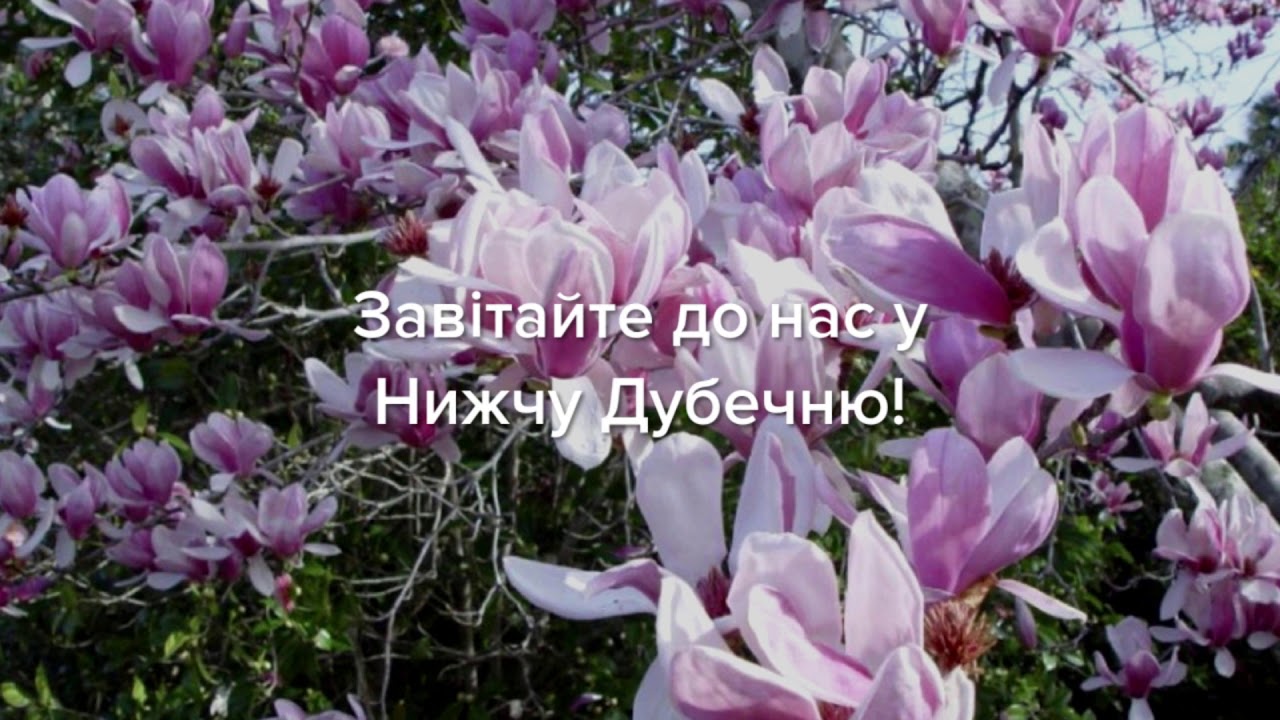 Магнолия Суланжа
