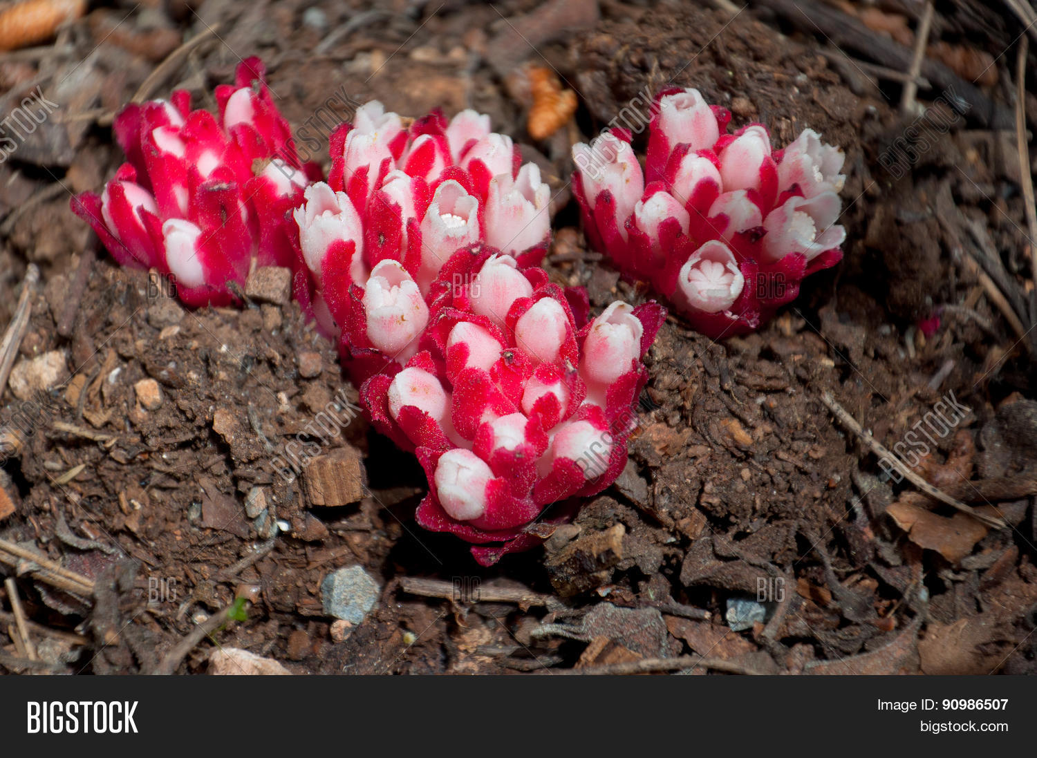 Баланофора