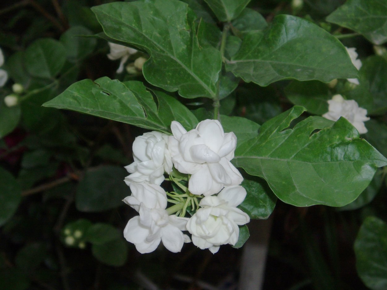 Жасмин самбак