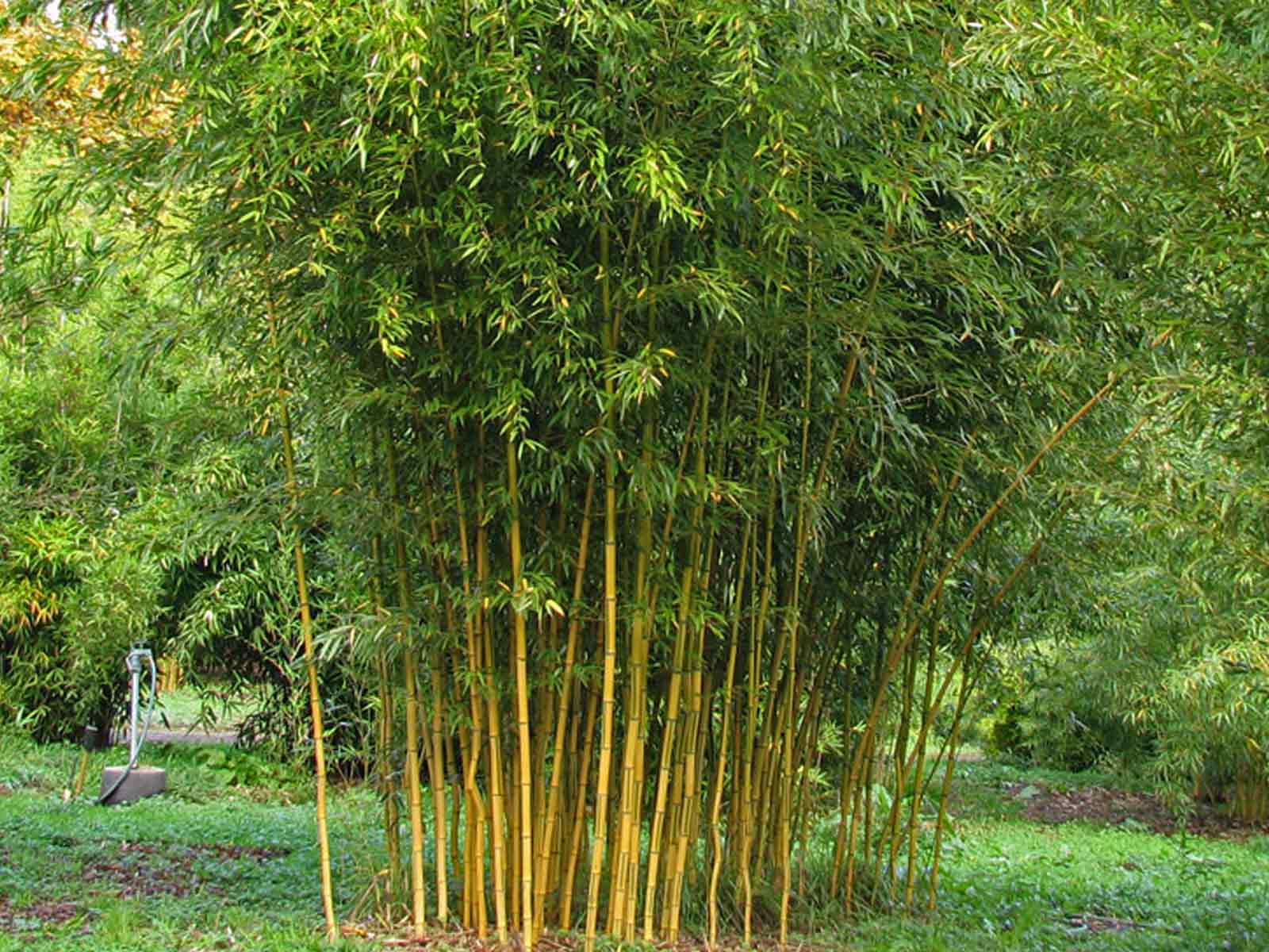 Бамбук сходный