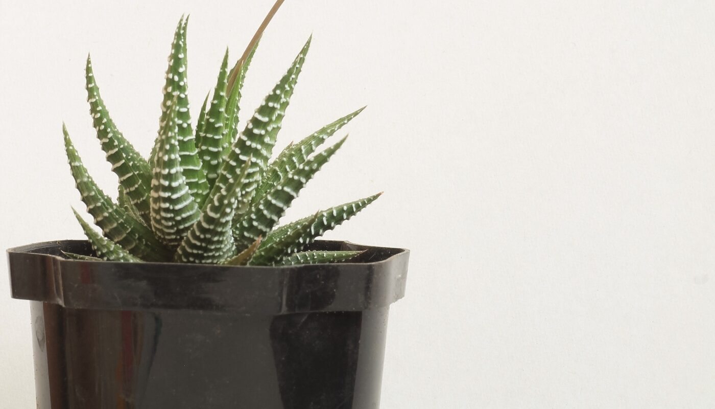 Ясень зеленый Ясень зеленый