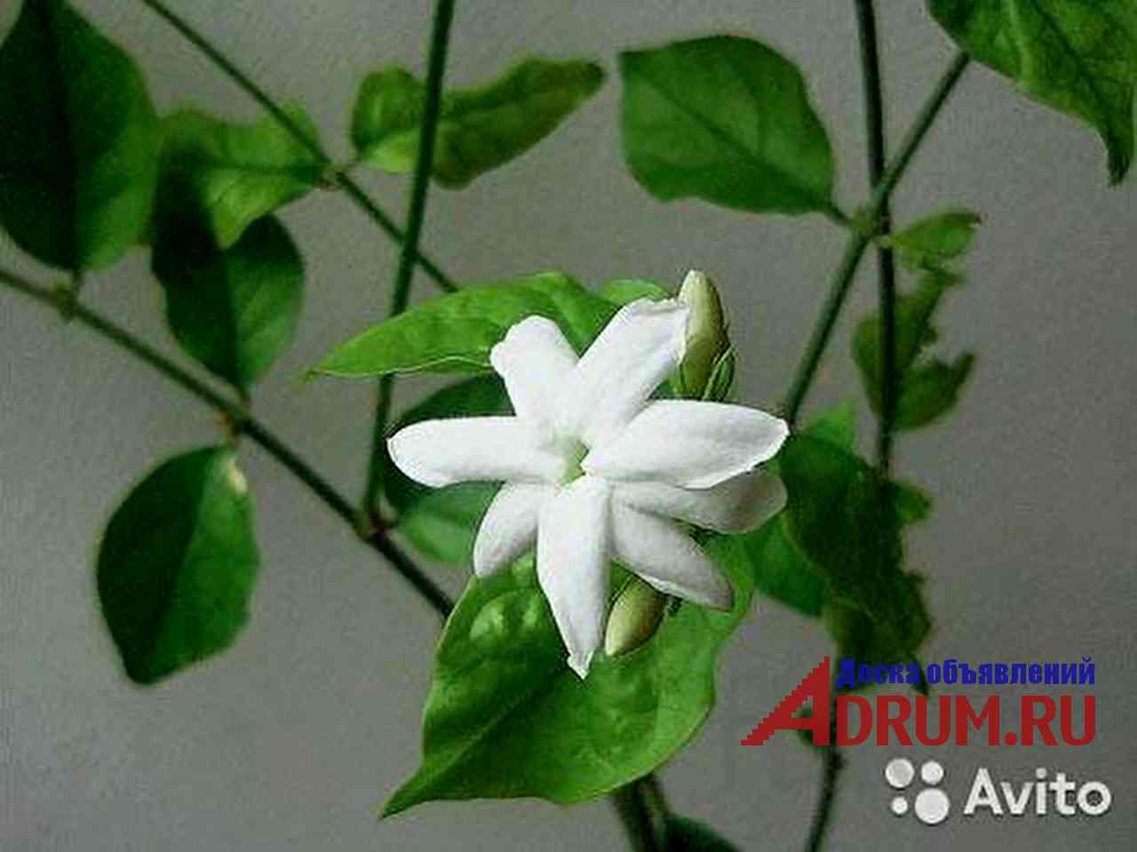 Жасмин самбак