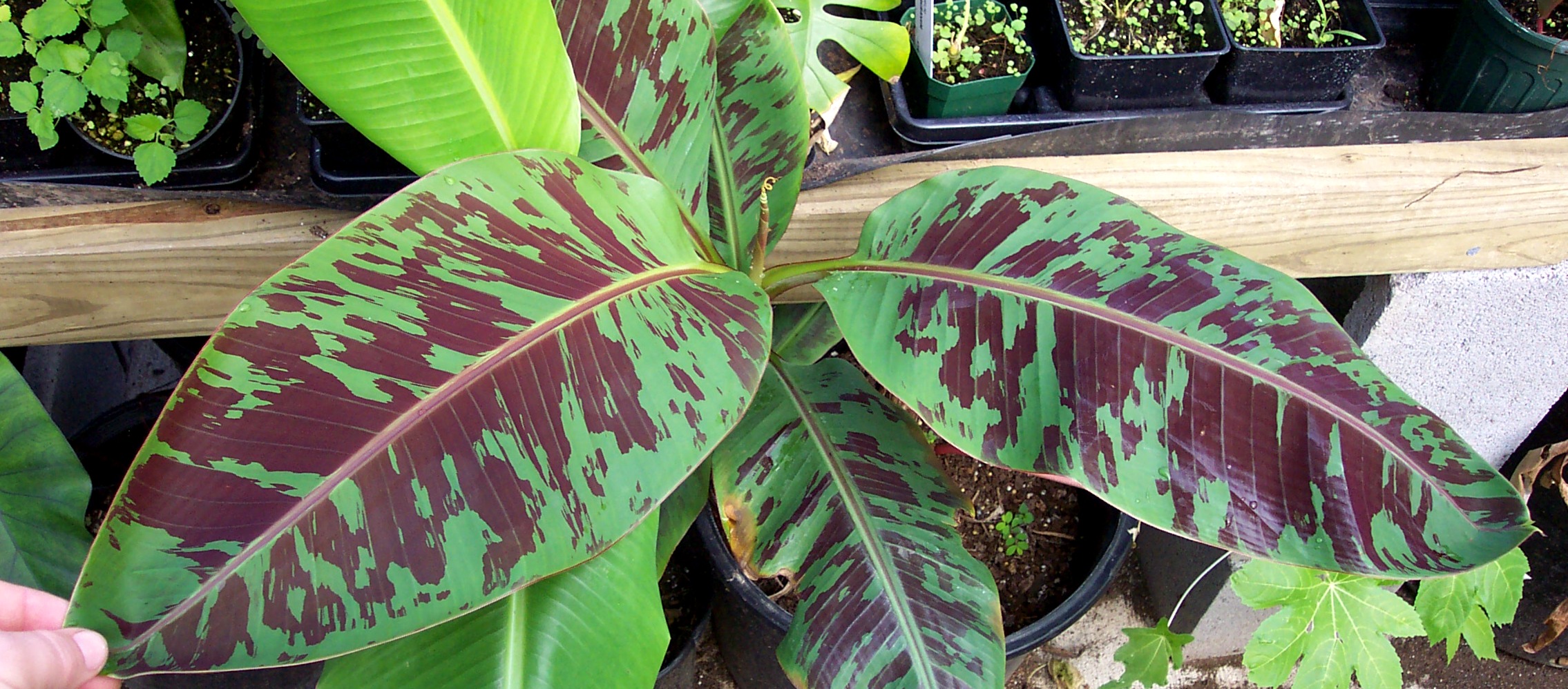 Банан дарджилингский