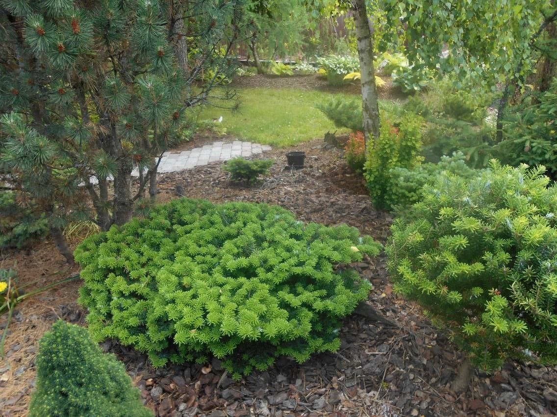 Пихта бальзамическая