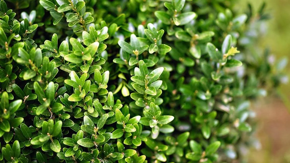 Самшит Самшит