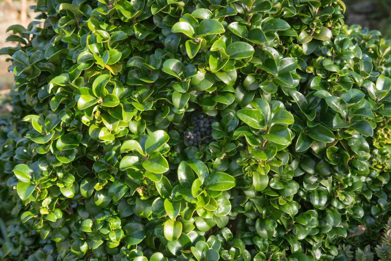 Бирючина японская Бирючина японская