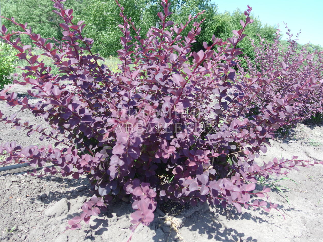 Барбарис оттавский Барбарис оттавский