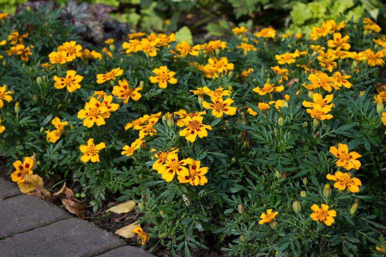 Бархатцы мелкоцветные