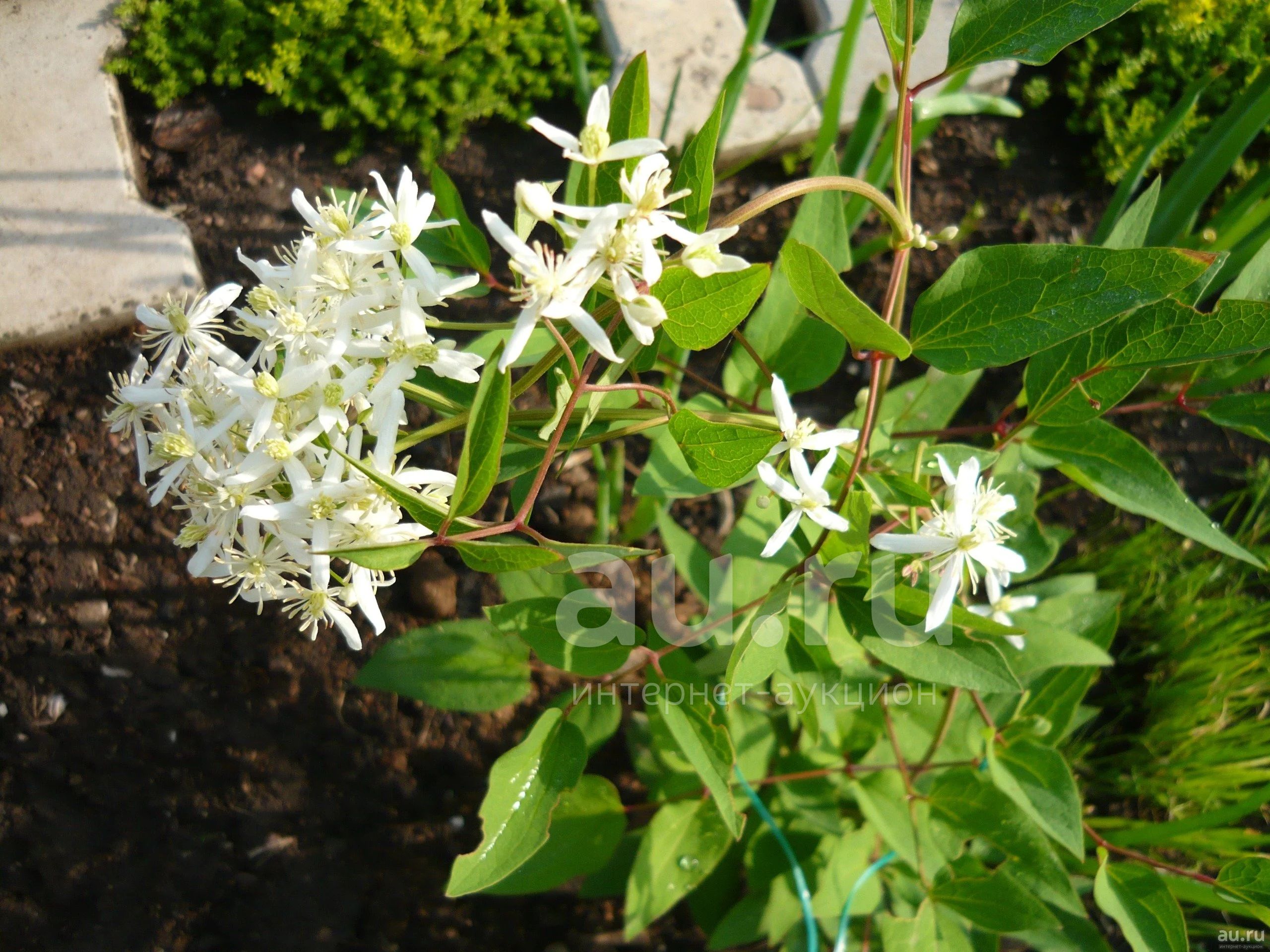 Ломонос сизый