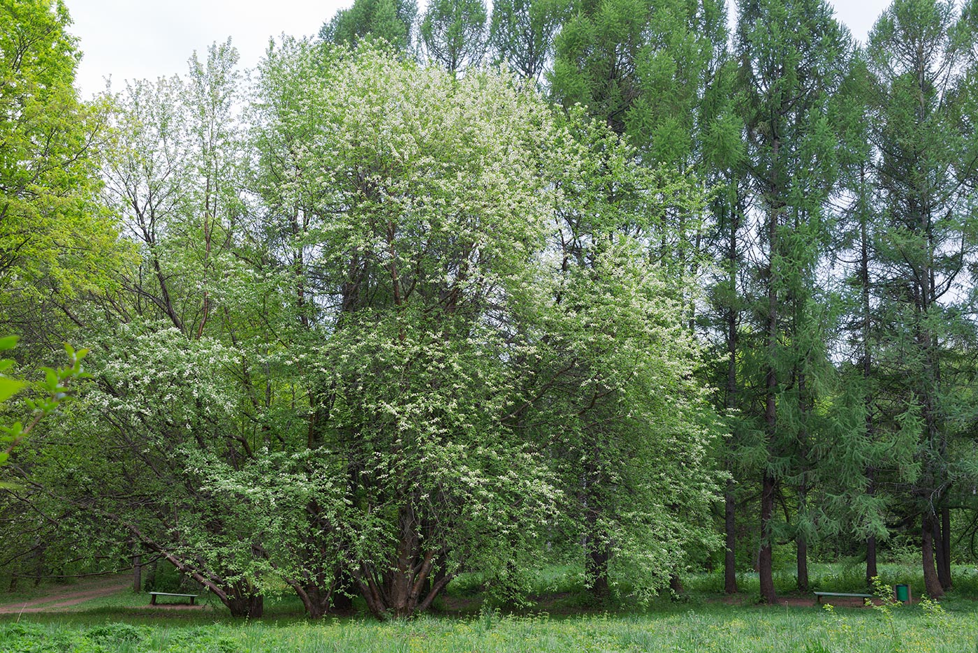 Черемуха Маака