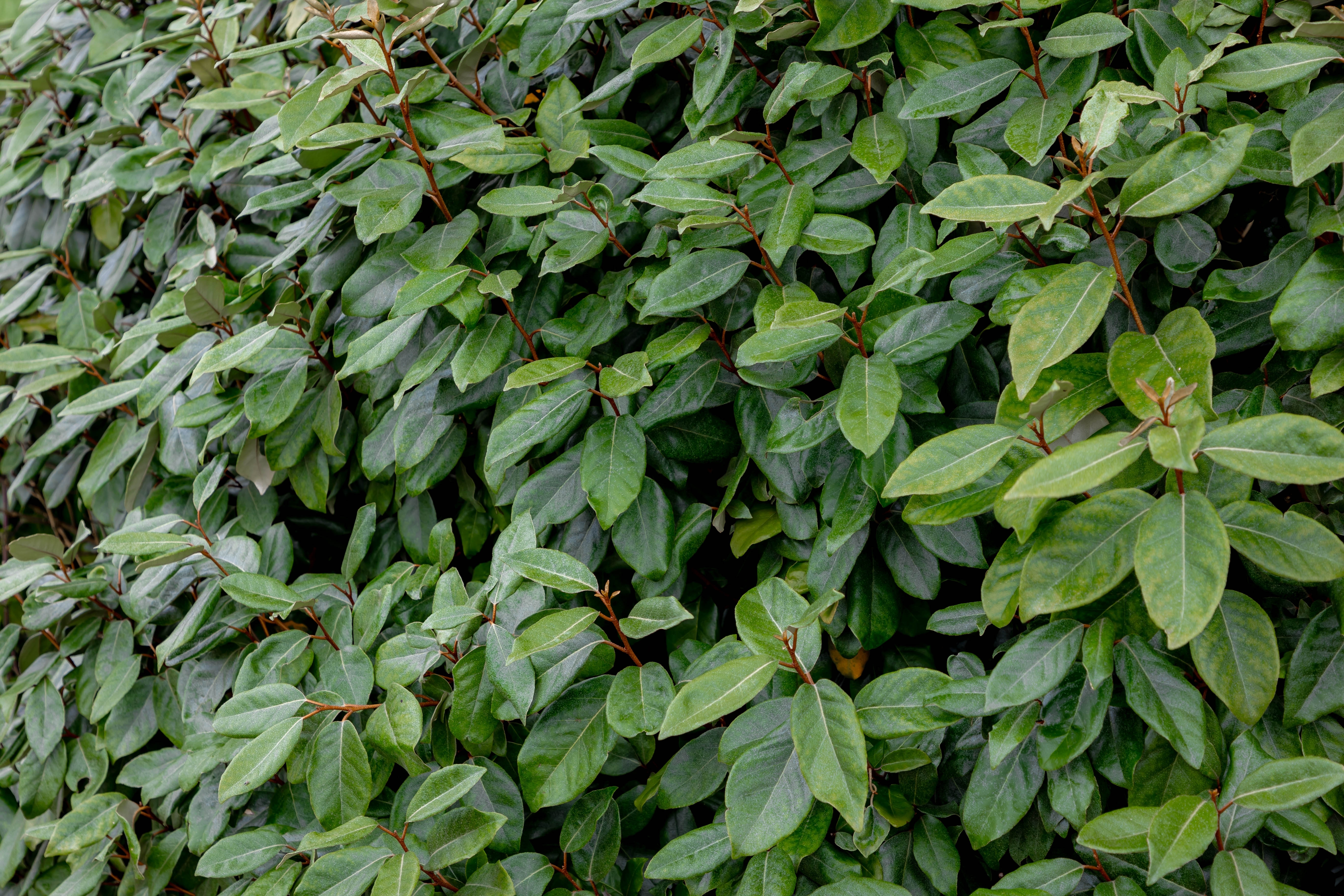 Лох Эббинга