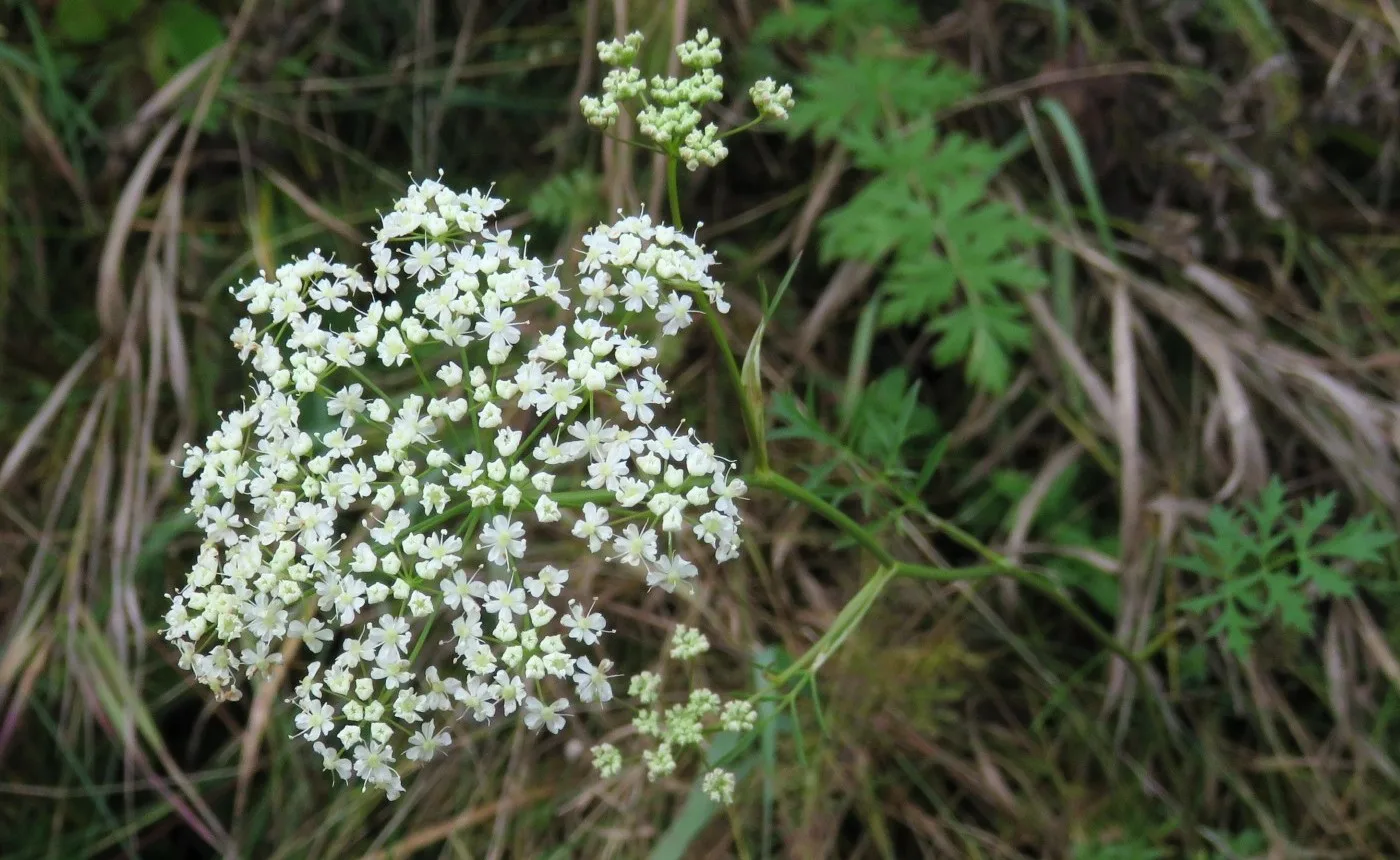 Бедренец Теллунга
