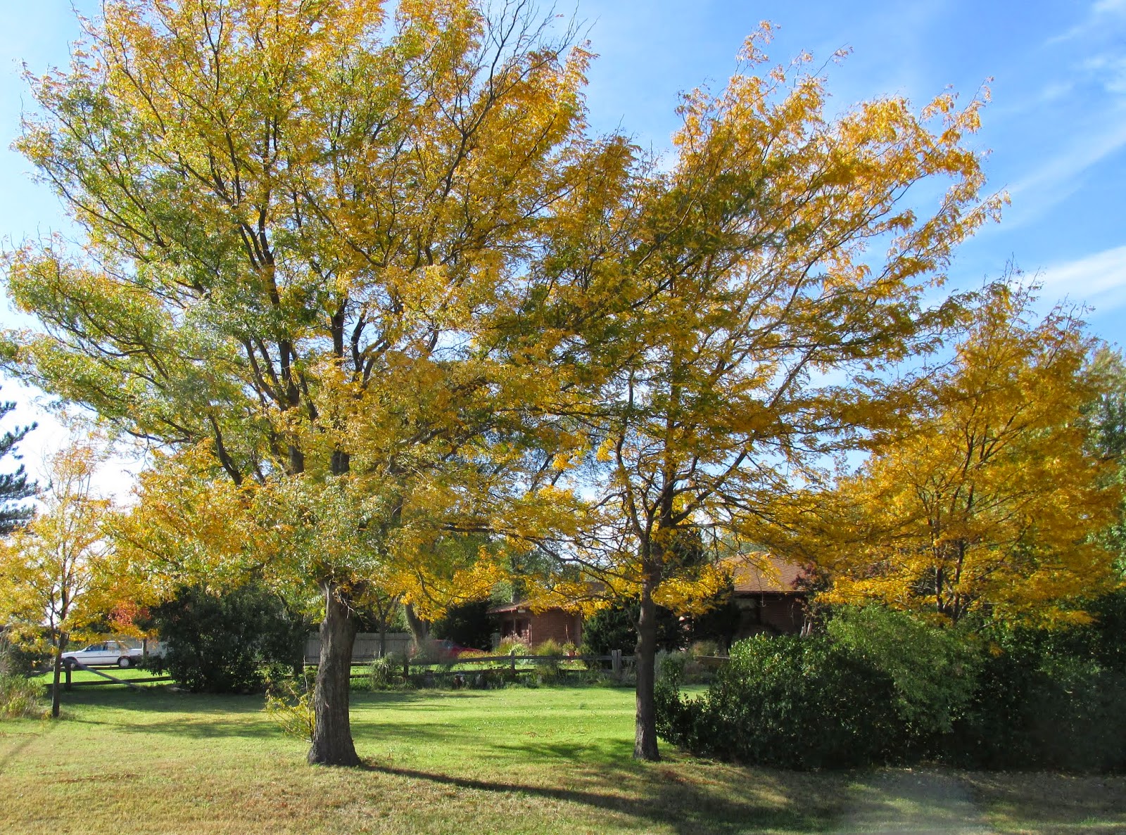 Гледичия трехколючковая Гледичия трехколючковая