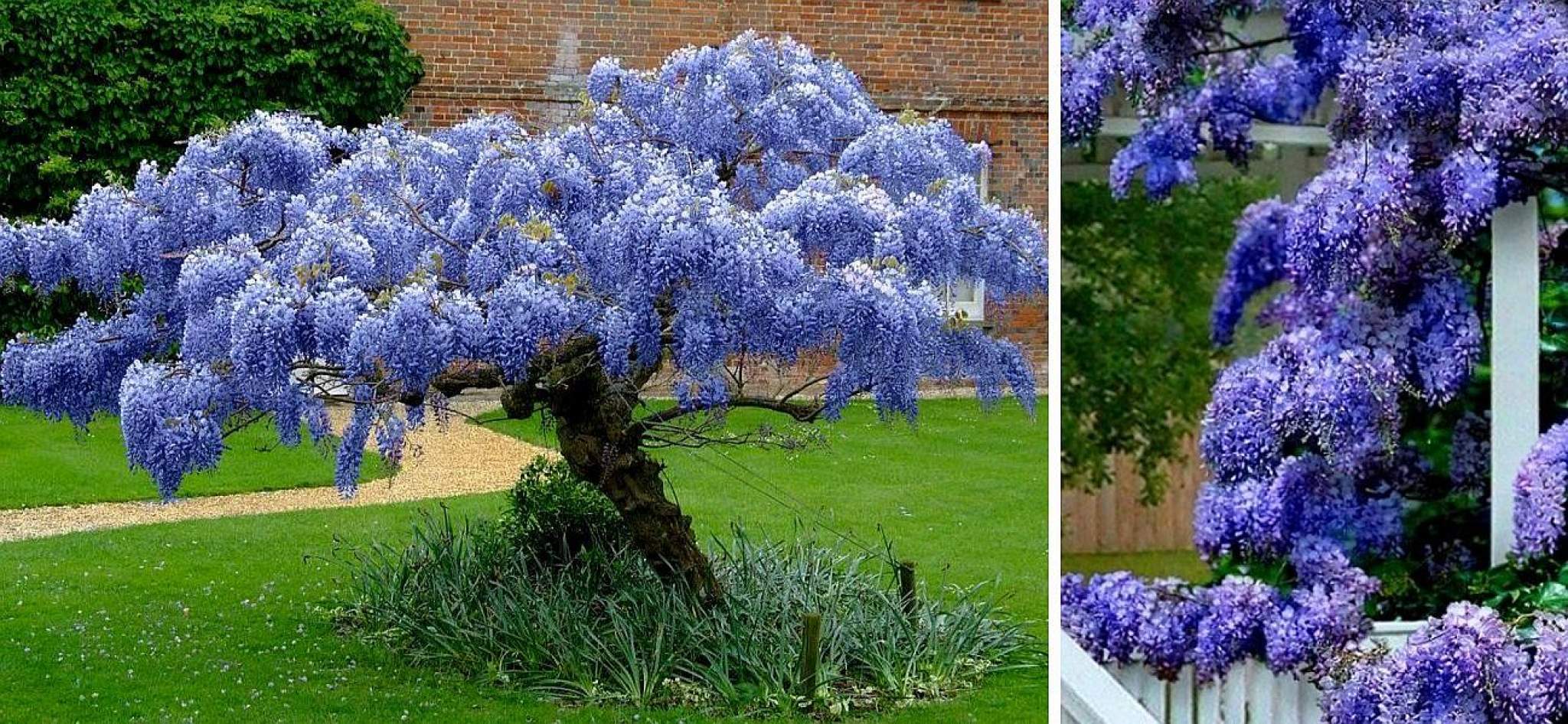 Глициния крупнокистевая Глициния крупнокистевая