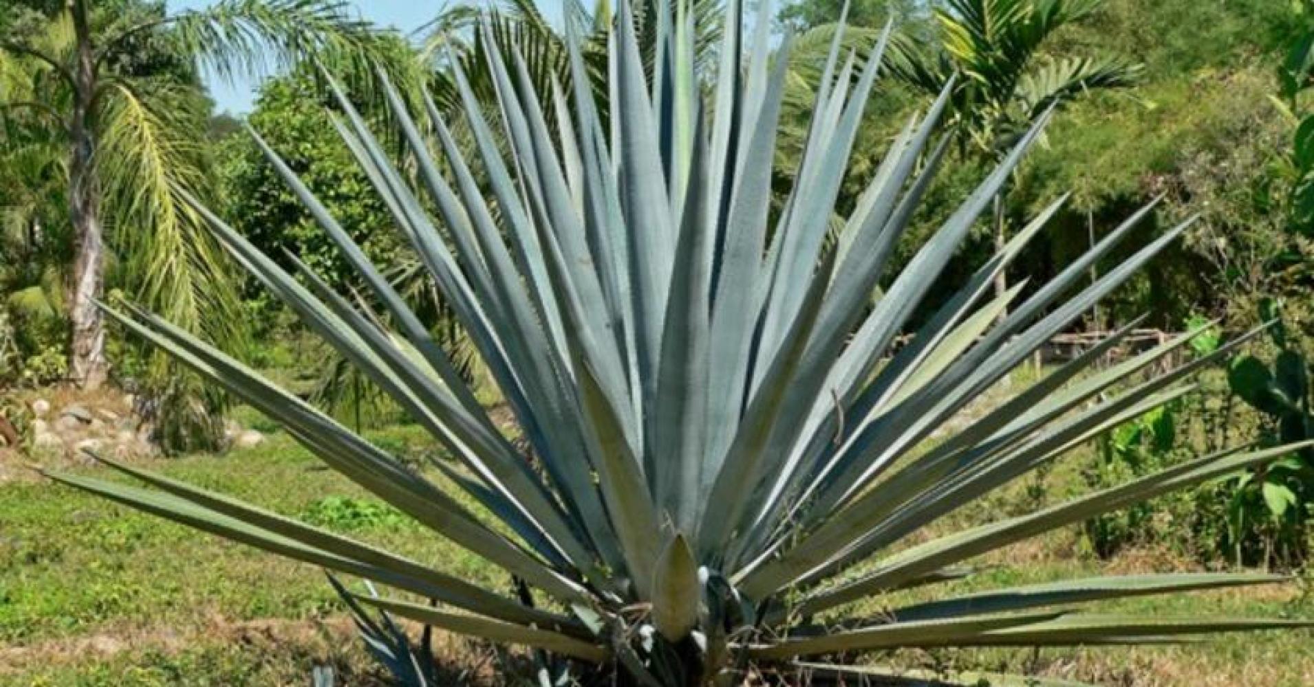 Агава Агава