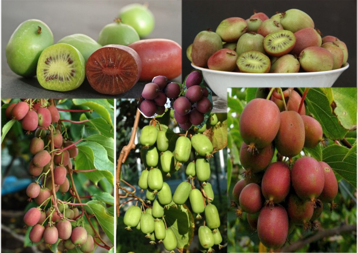 Актинидия китайская