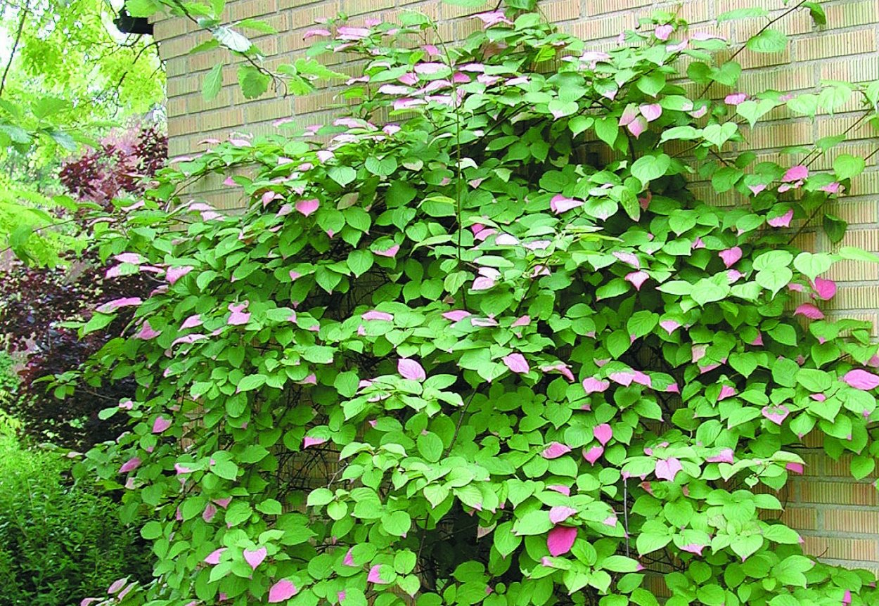 Актинидия полигамная