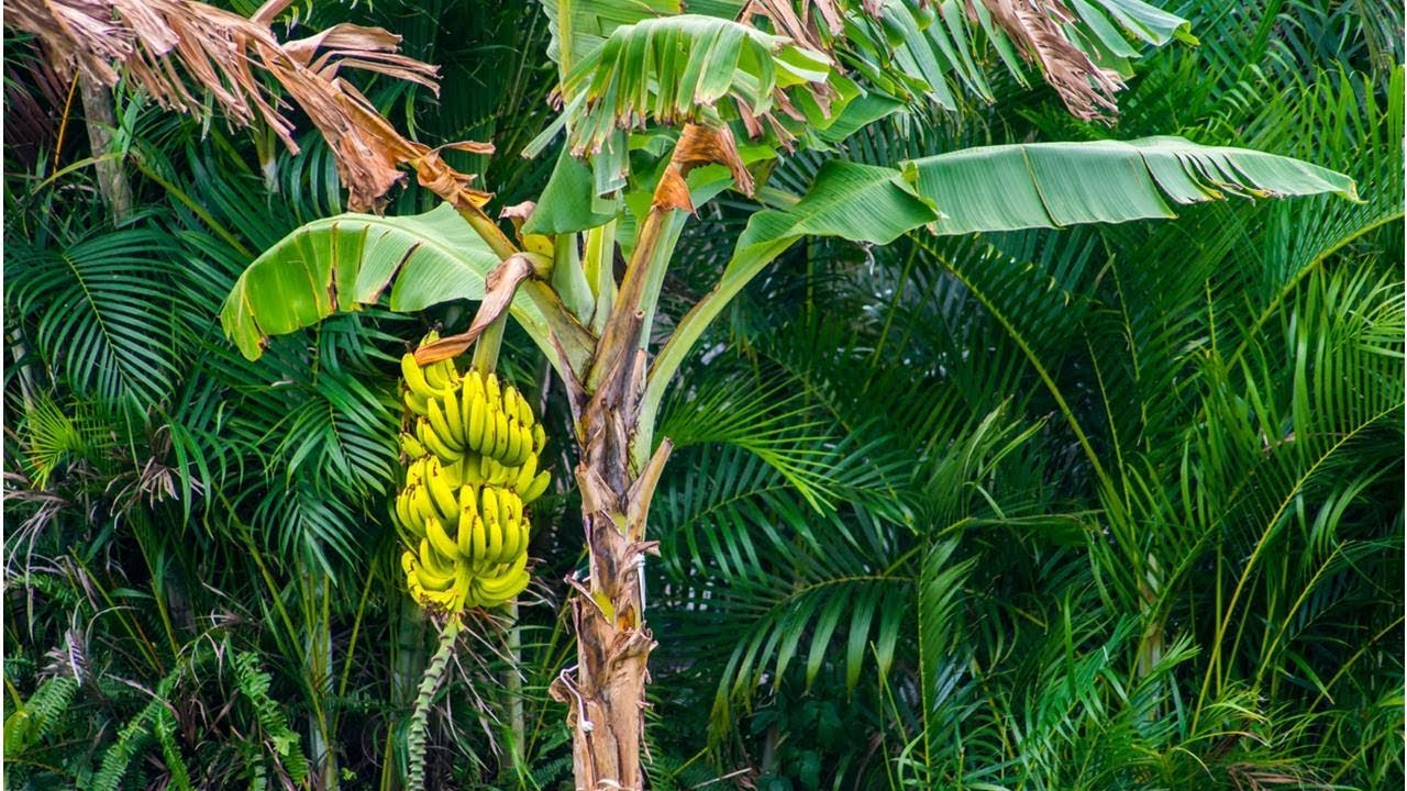 Банан Маклая