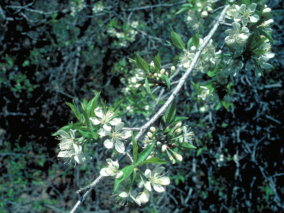 Черемуха пенсильванская