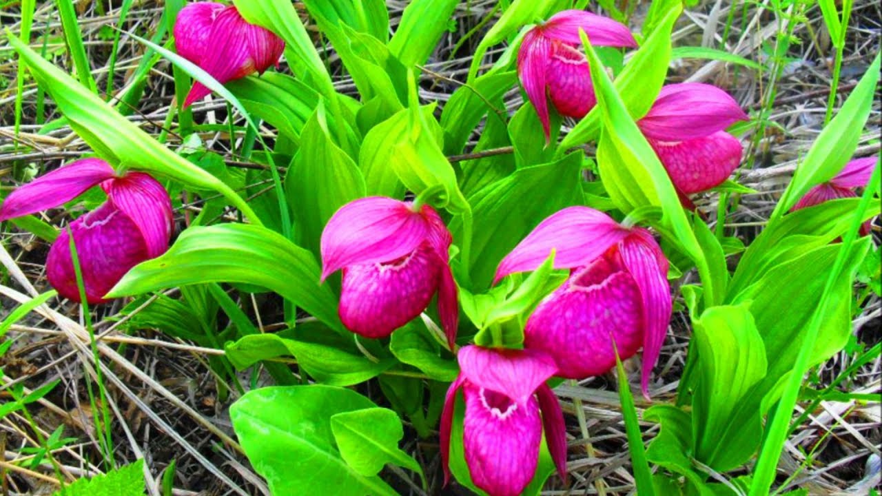 Башмачок Башмачок