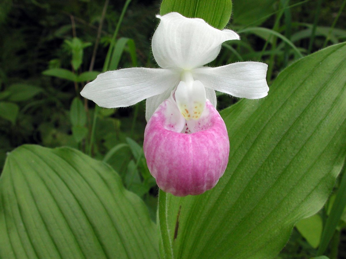 Башмачок королевы