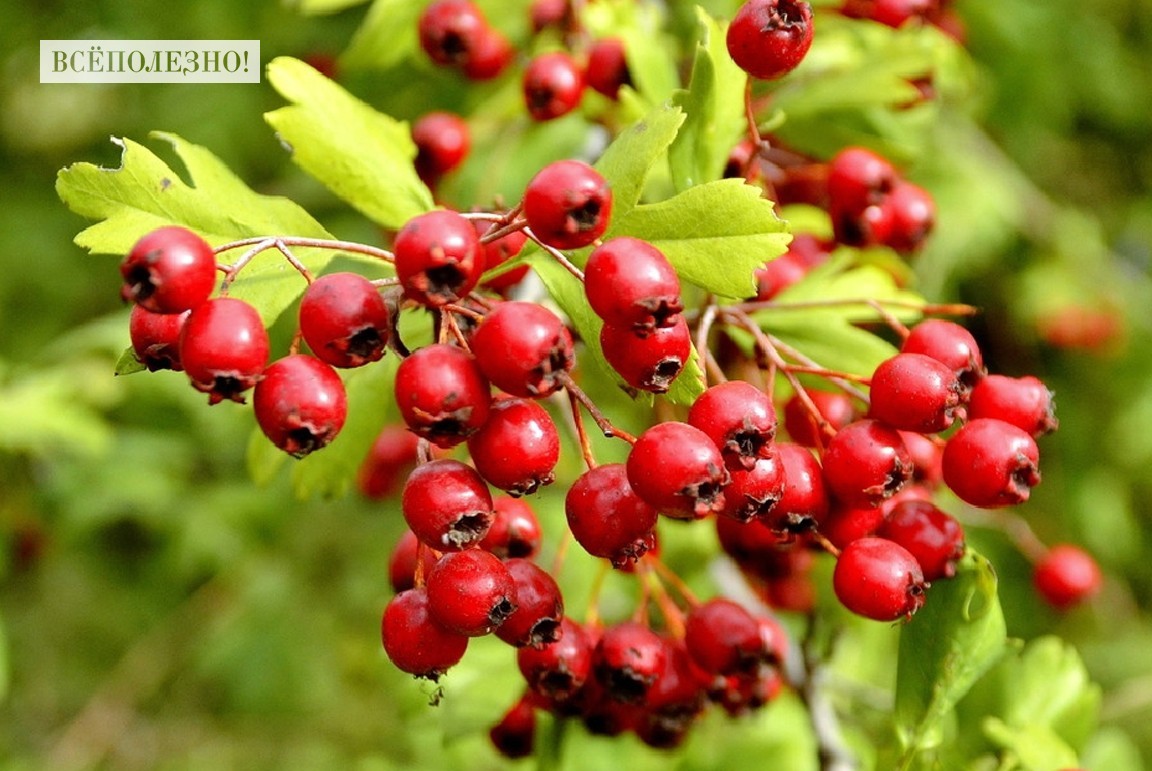 Боярышник колючий