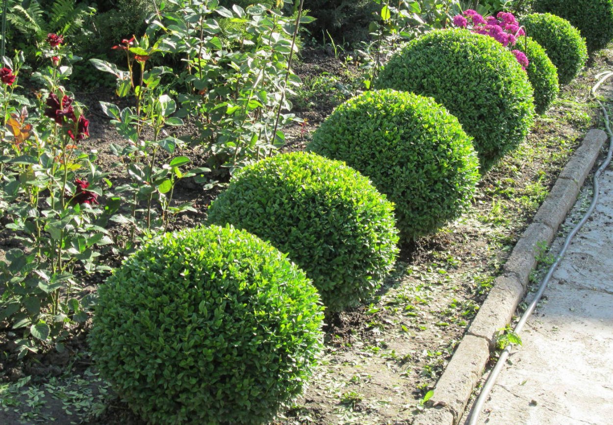 Самшит вечнозеленый