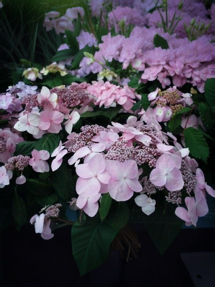 Гортензия крупнолистная