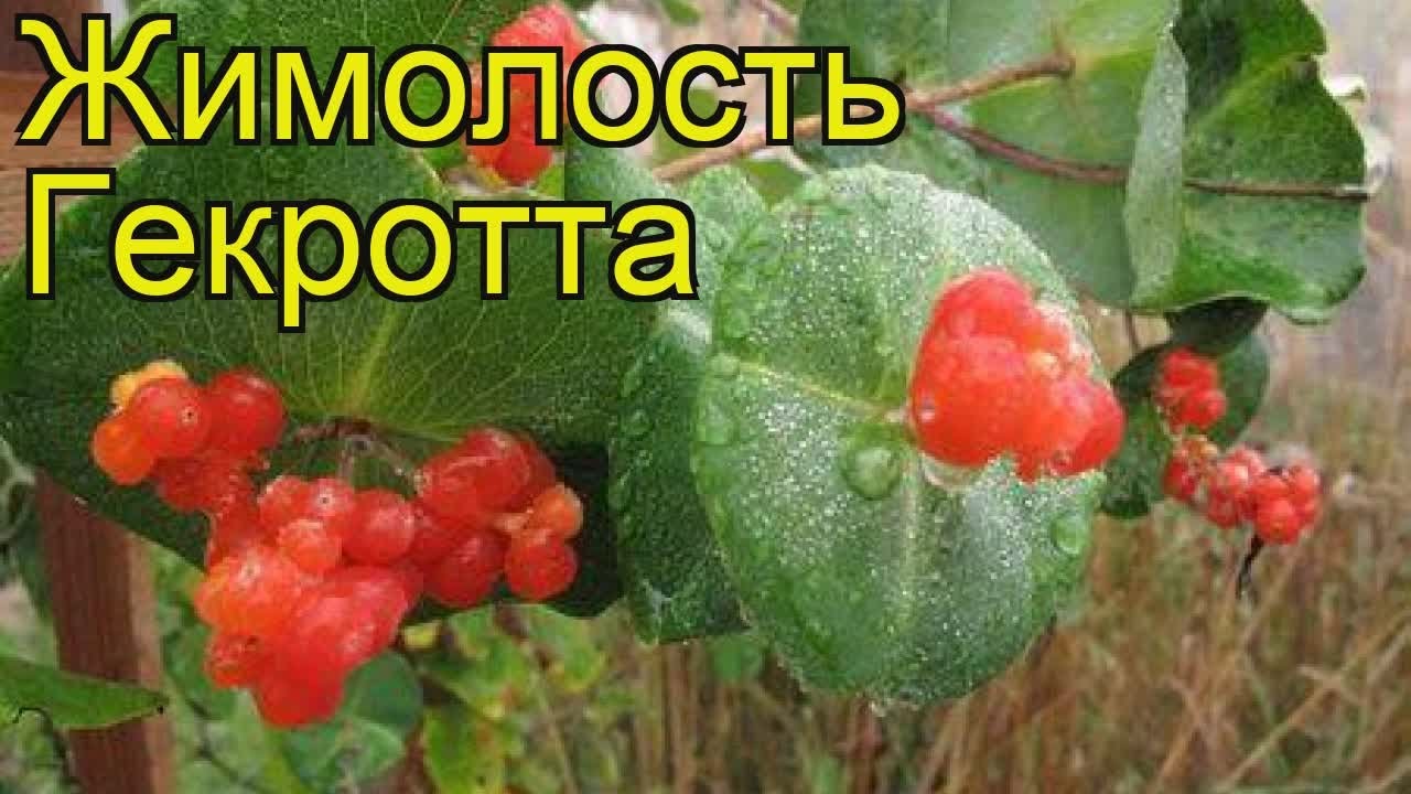 Жимолость Гекротта