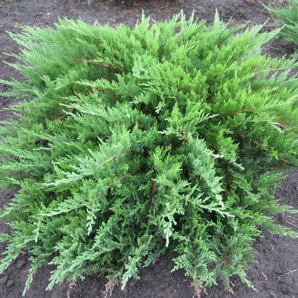 Можжевельник казацкий