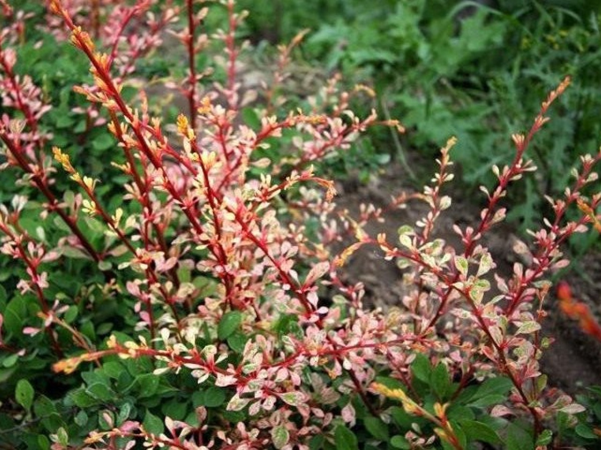 Виноград Тунберга