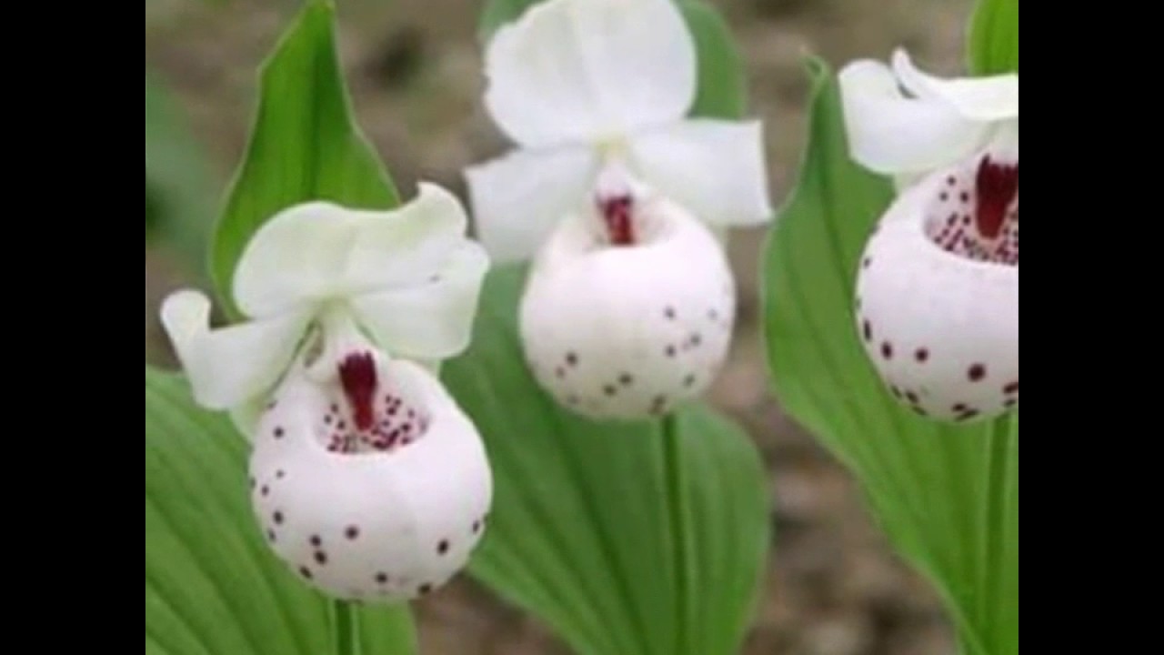 Башмачок калифорнийский