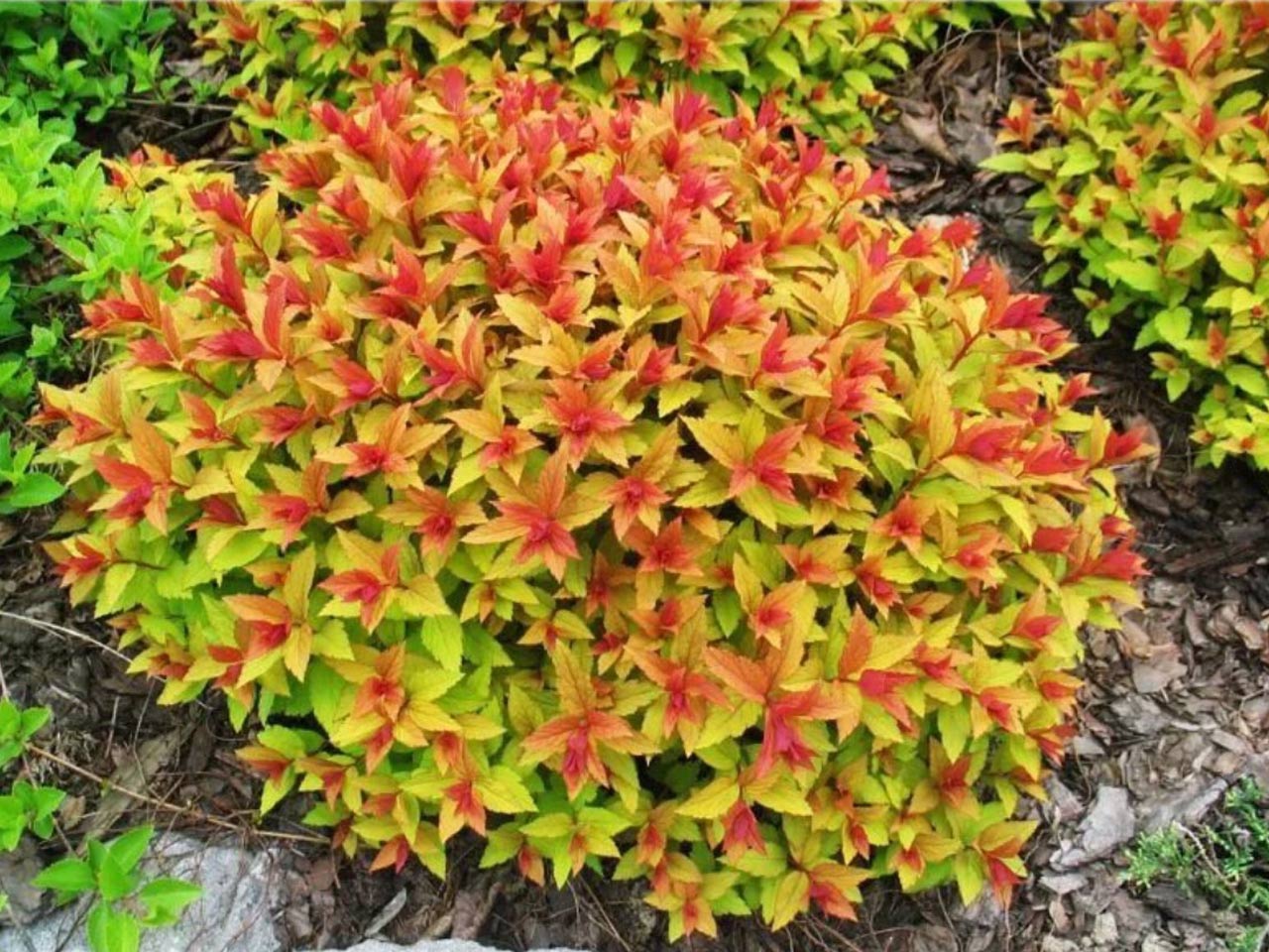 Спирея японская