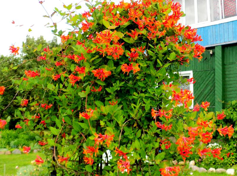 Жимолость Брауна