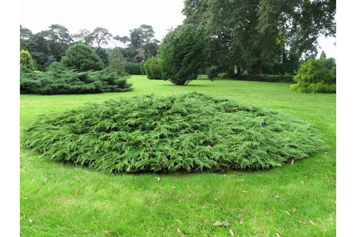 Микробиота