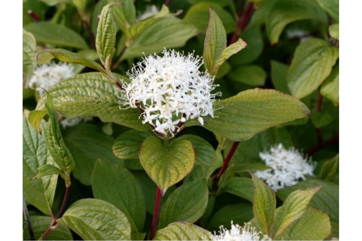 Дерен белый