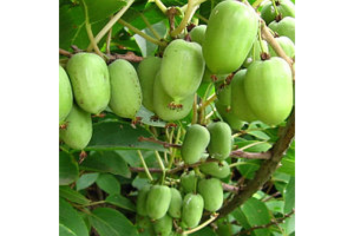 Актинидия острая