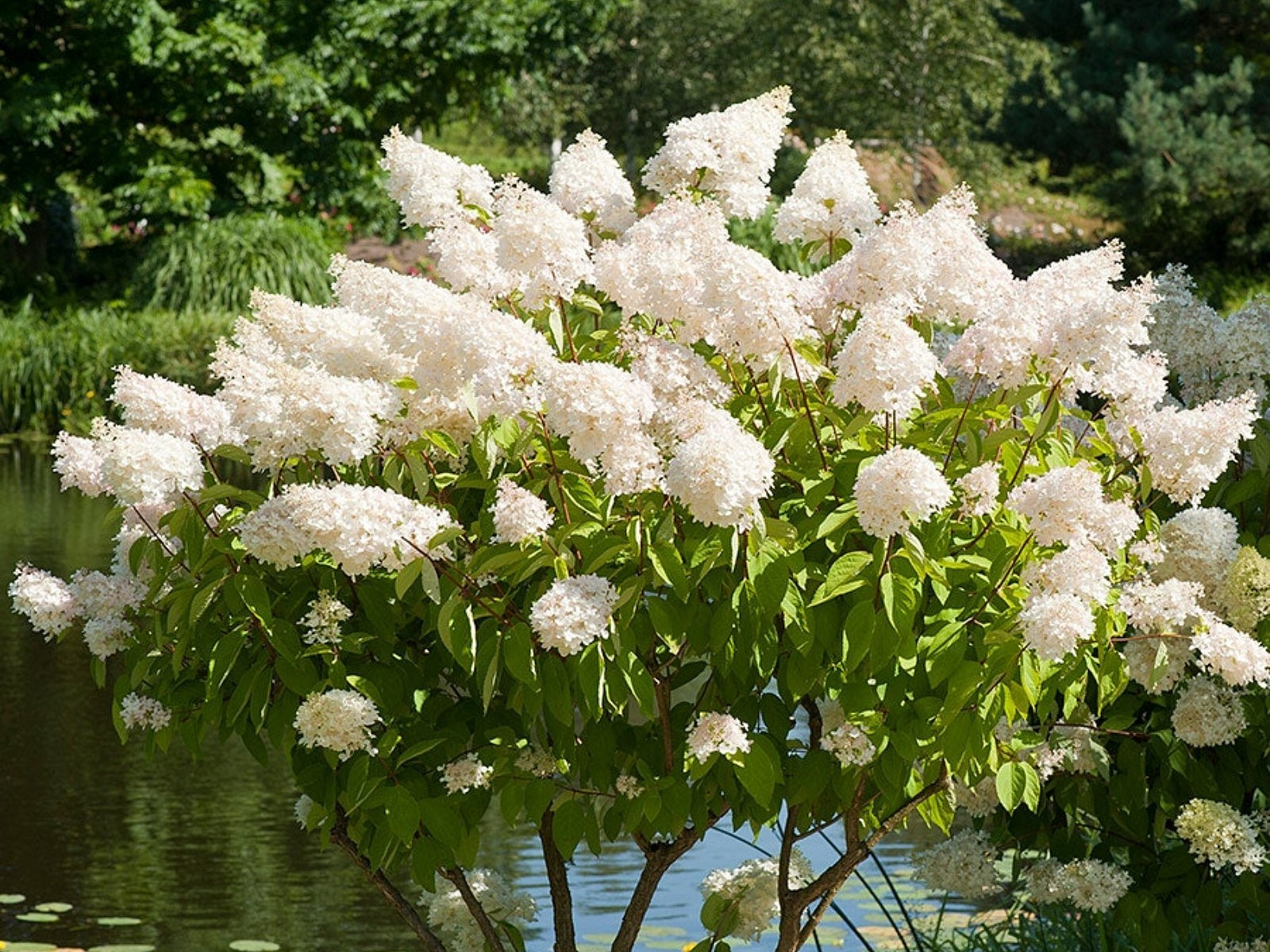 Гортензия метельчатая Гортензия метельчатая