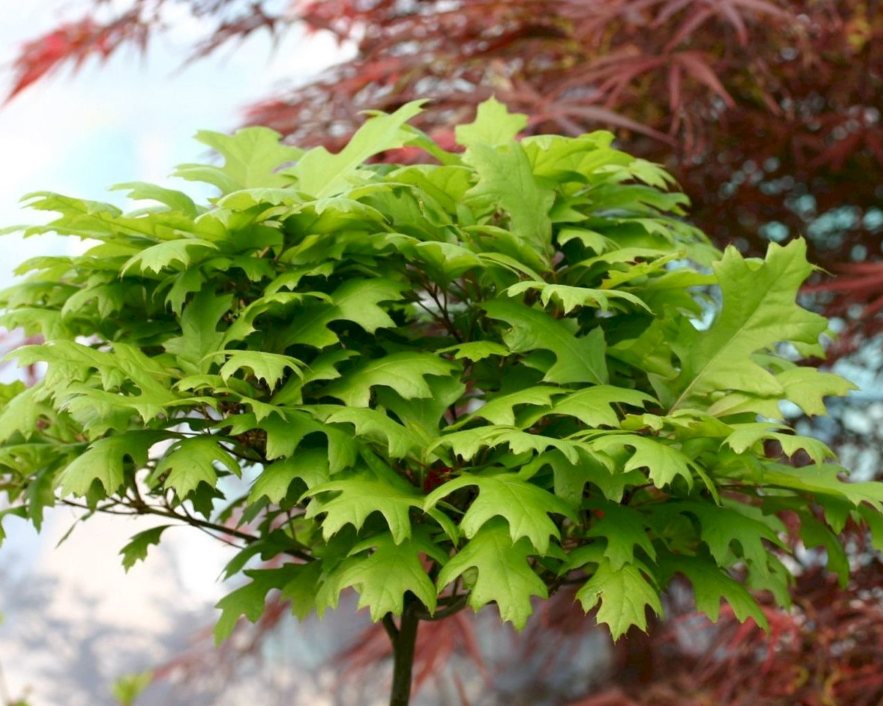 Дуб болотный