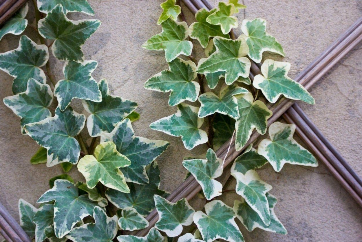 Плющ пестролистный