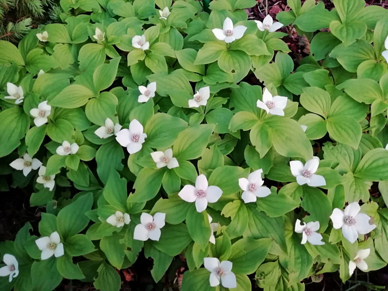 Дерен канадский Дерен канадский