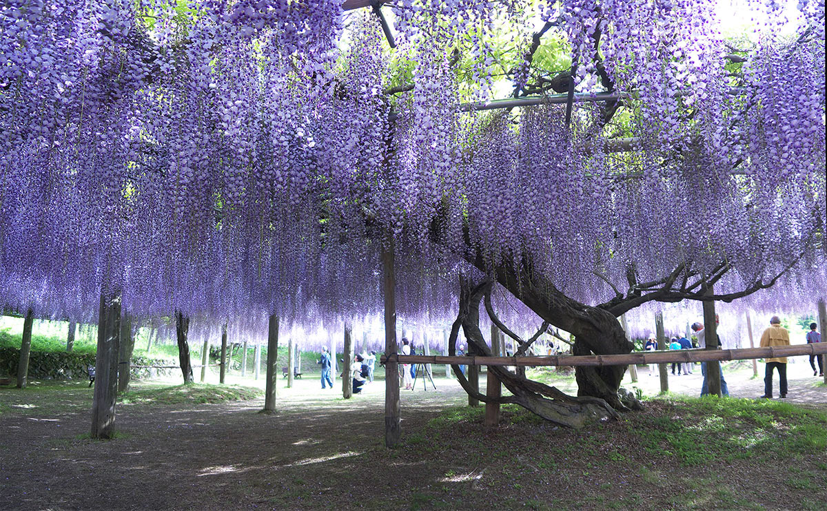 Глициния японская Глициния японская