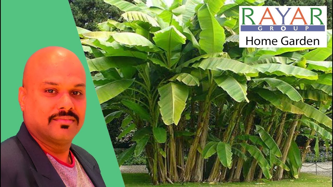 Банан дарджилингский