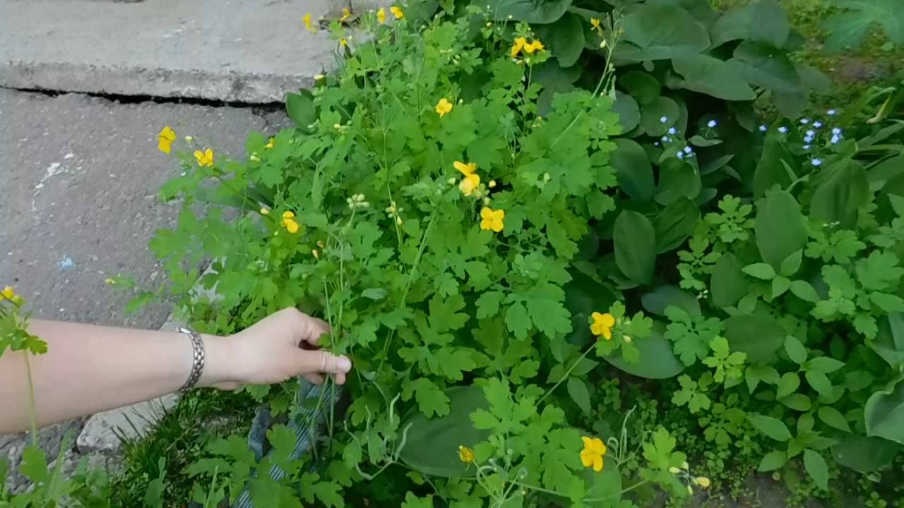 Чистотел