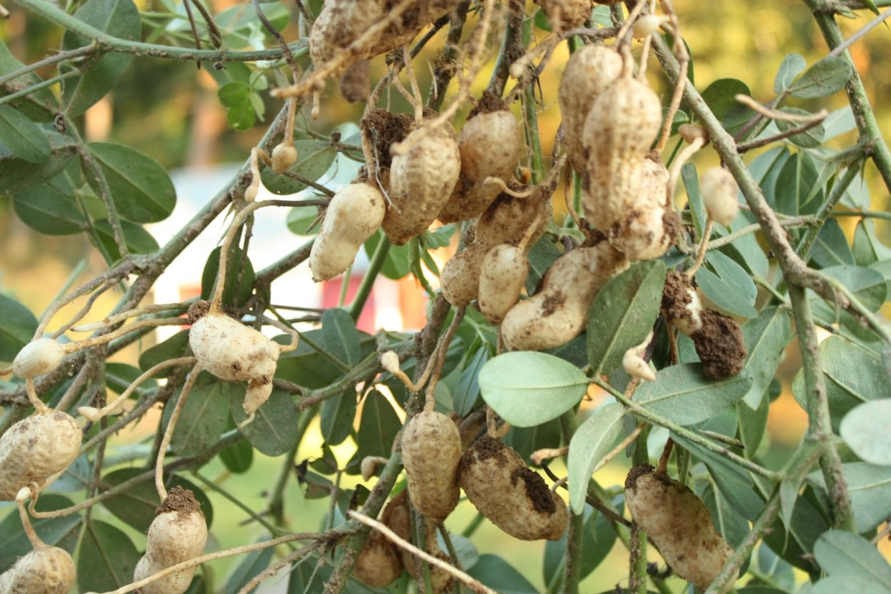 Бамбарский земляной орех